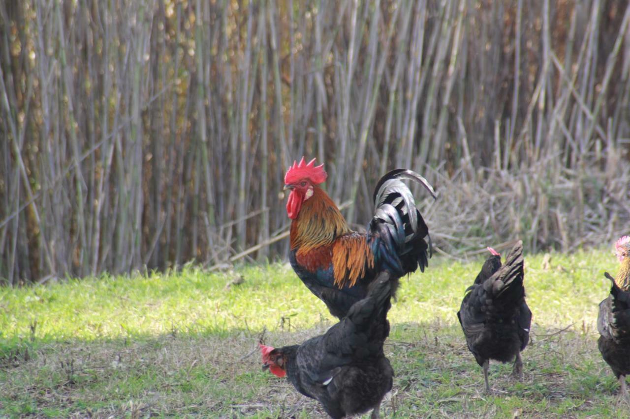 Agriturismo La Talpa Marsiliana Ngoại thất bức ảnh